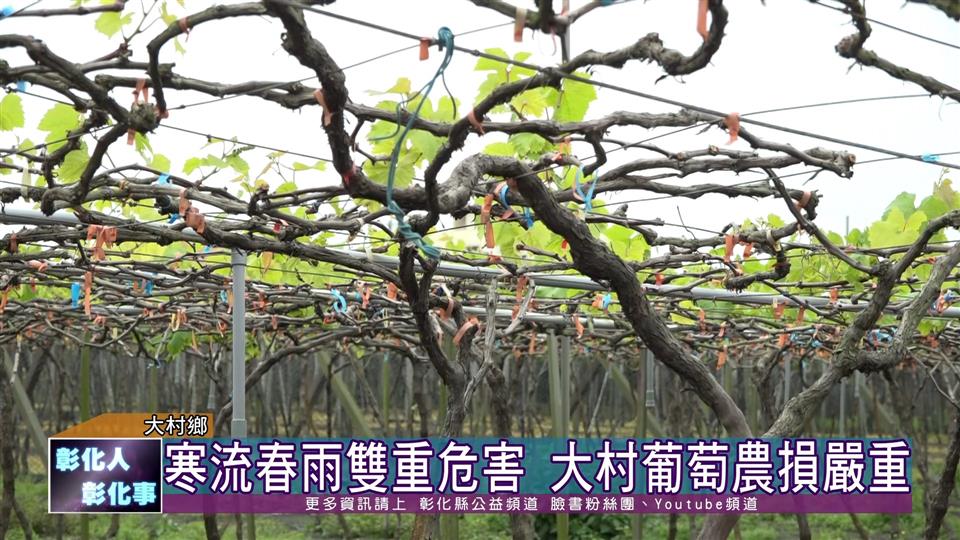 111-02-24 寒流春雨雙危害 大村葡萄農損嚴重